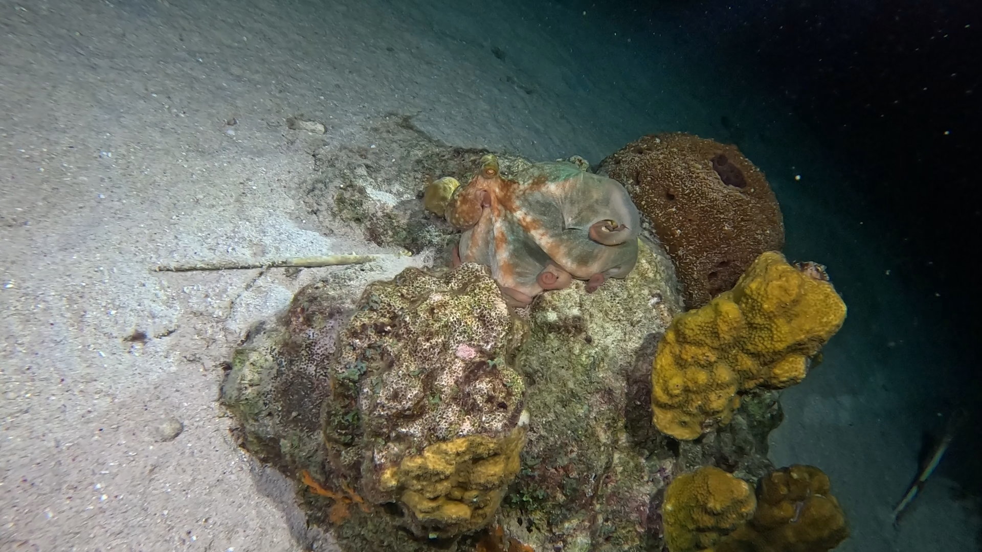 Octopus on night dive