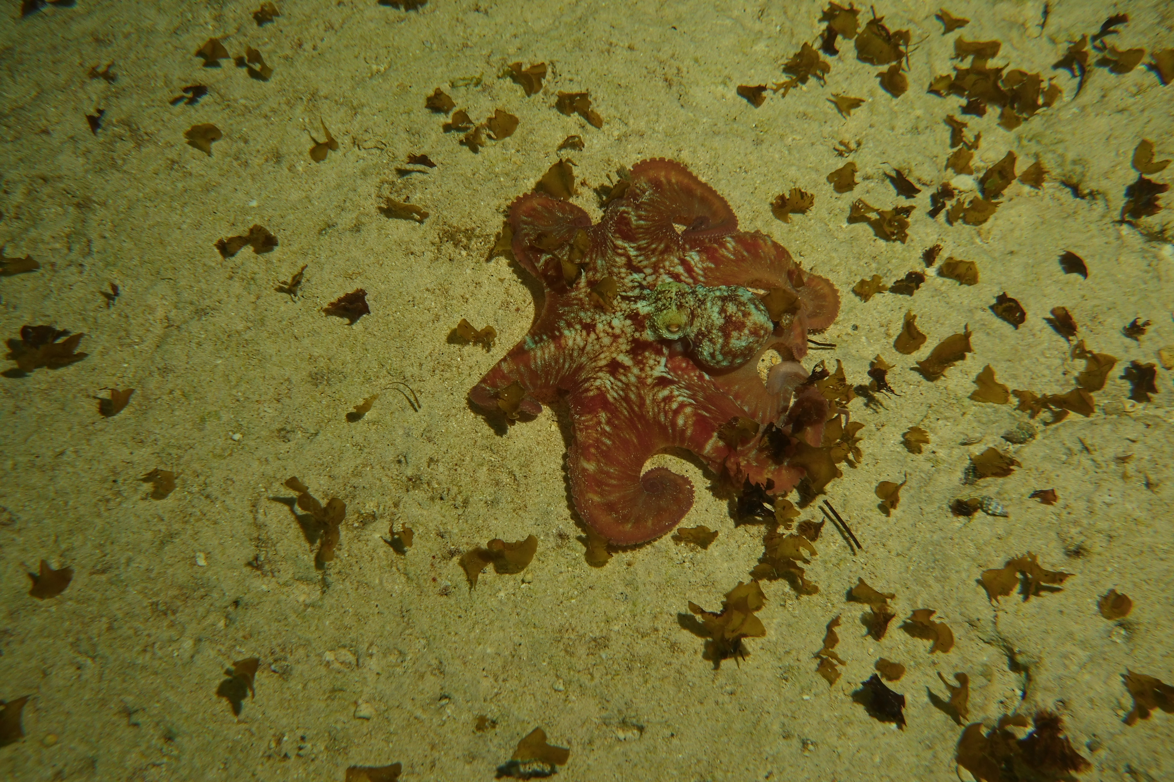 Octopus out in the open