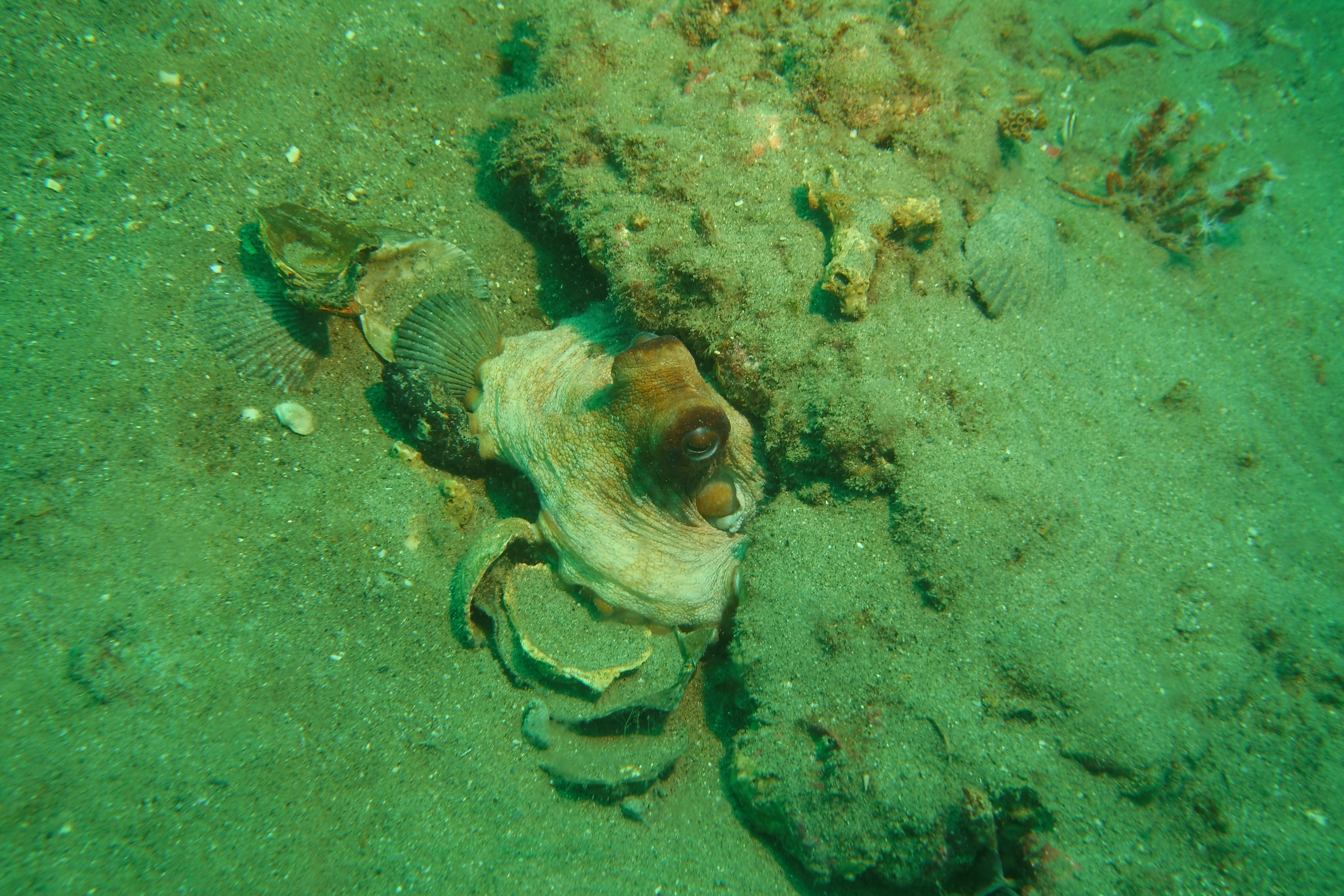 Octopus with eyes poking out