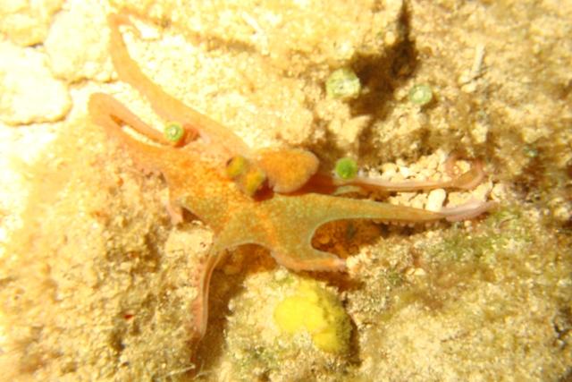Octopus
