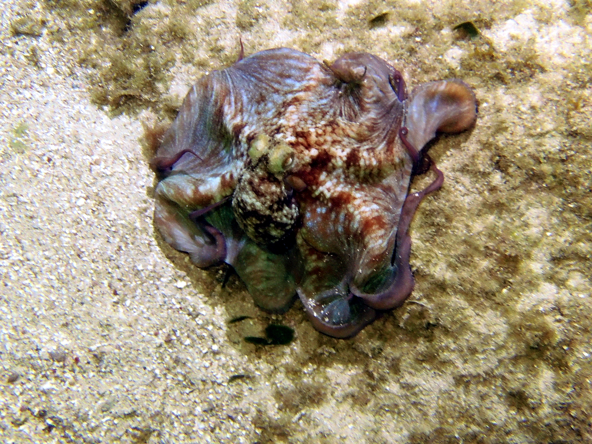 Octopus!