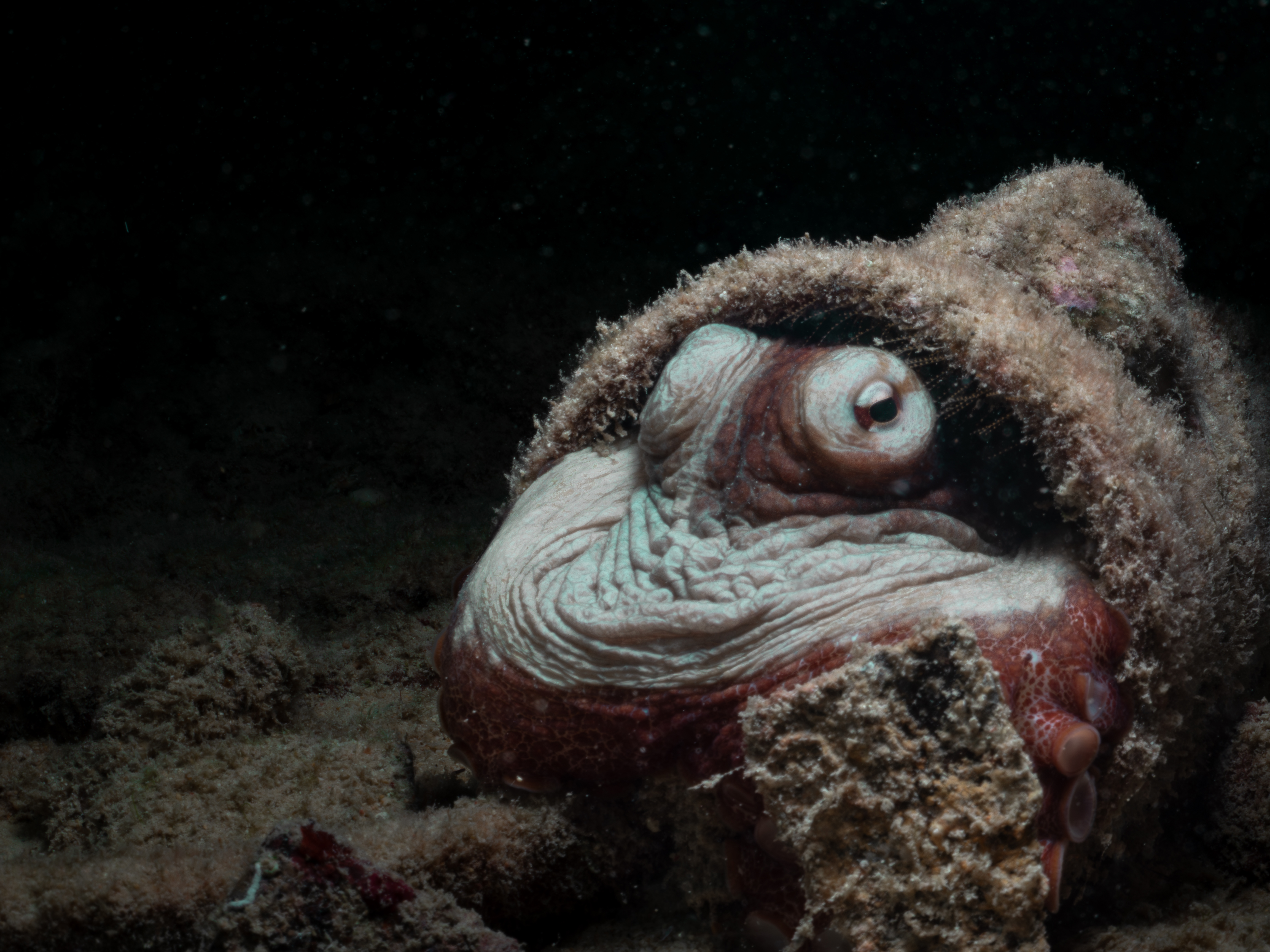 octopus