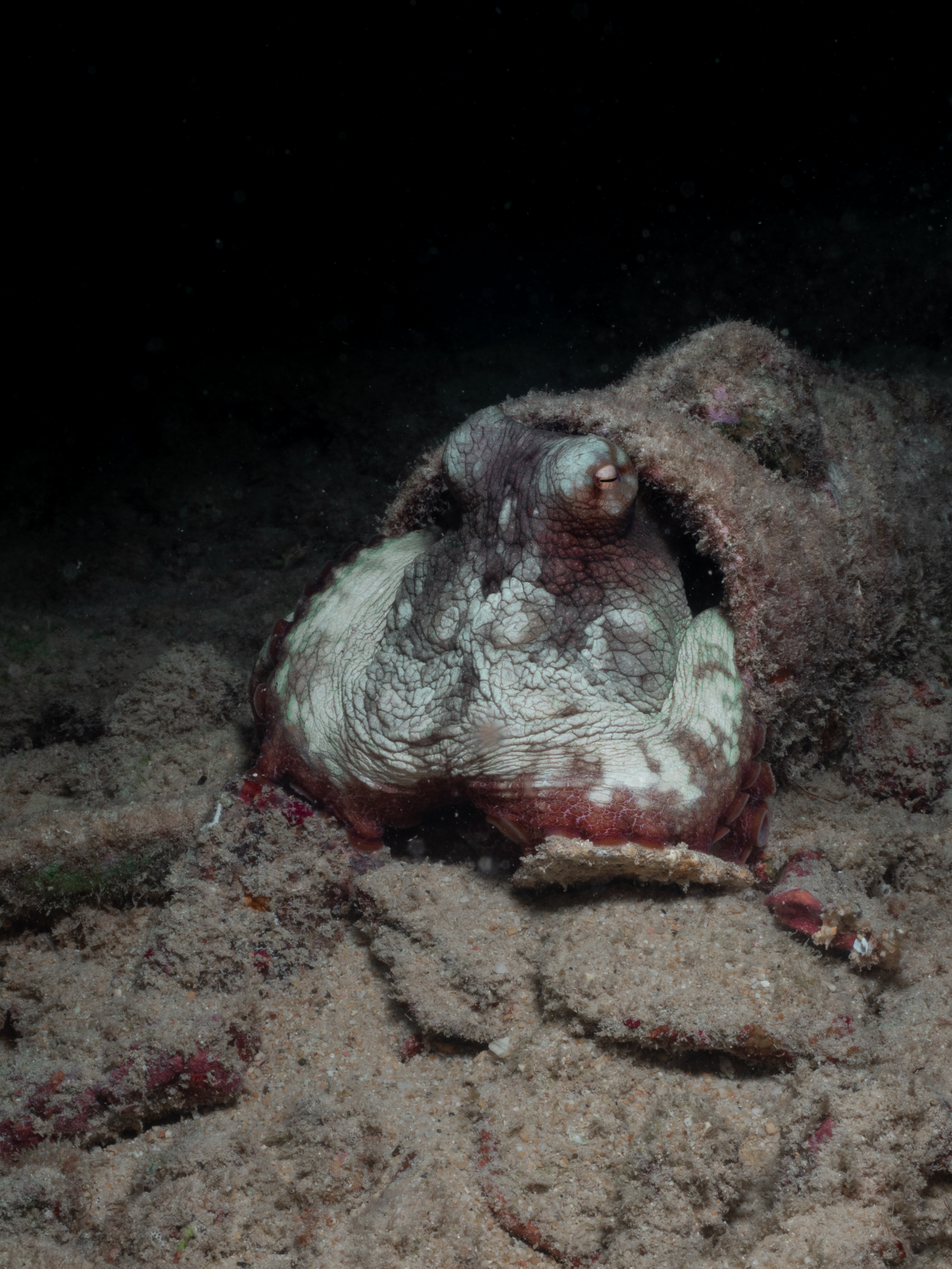 octopus1