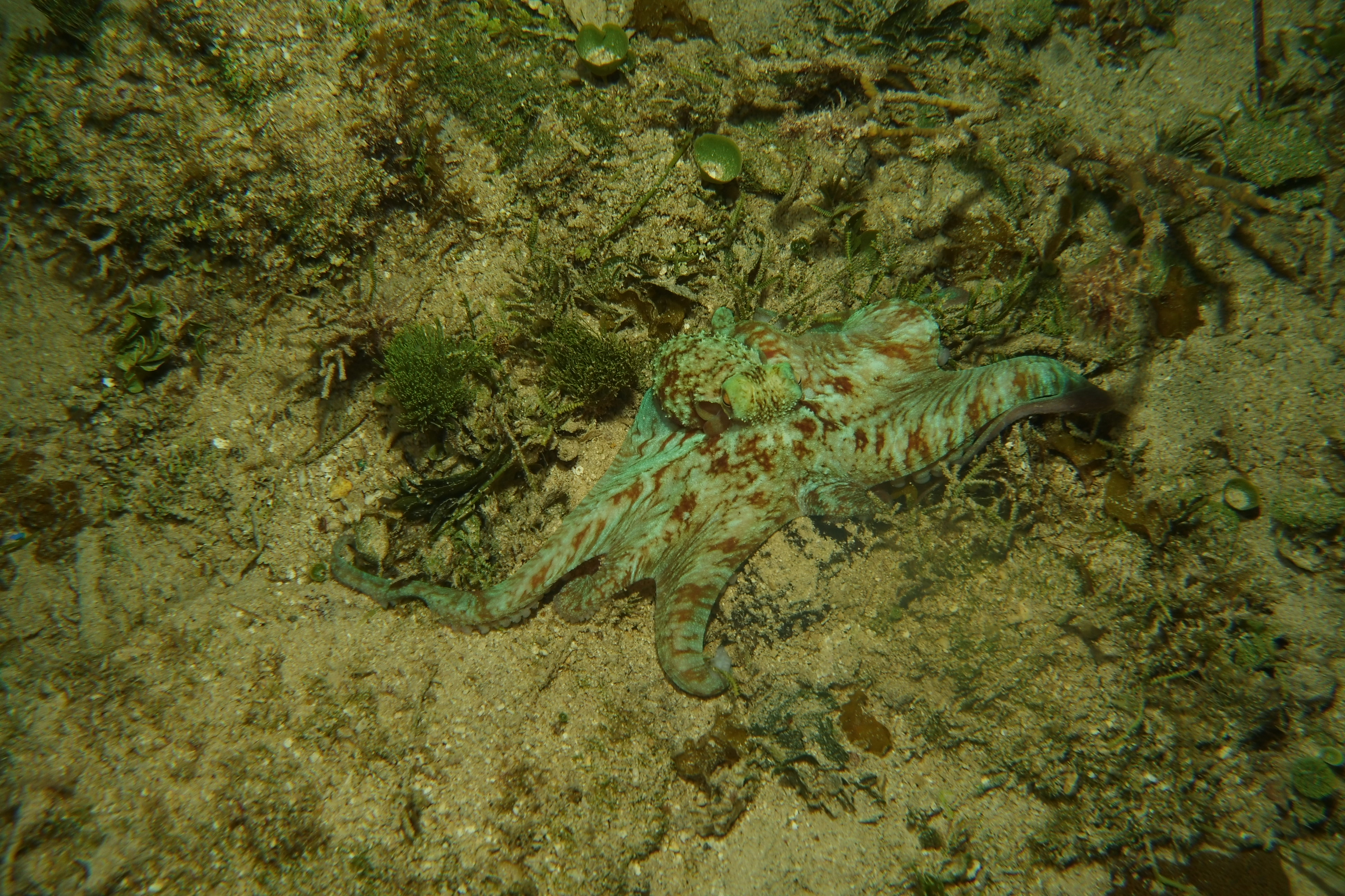 One of several octopus we saw