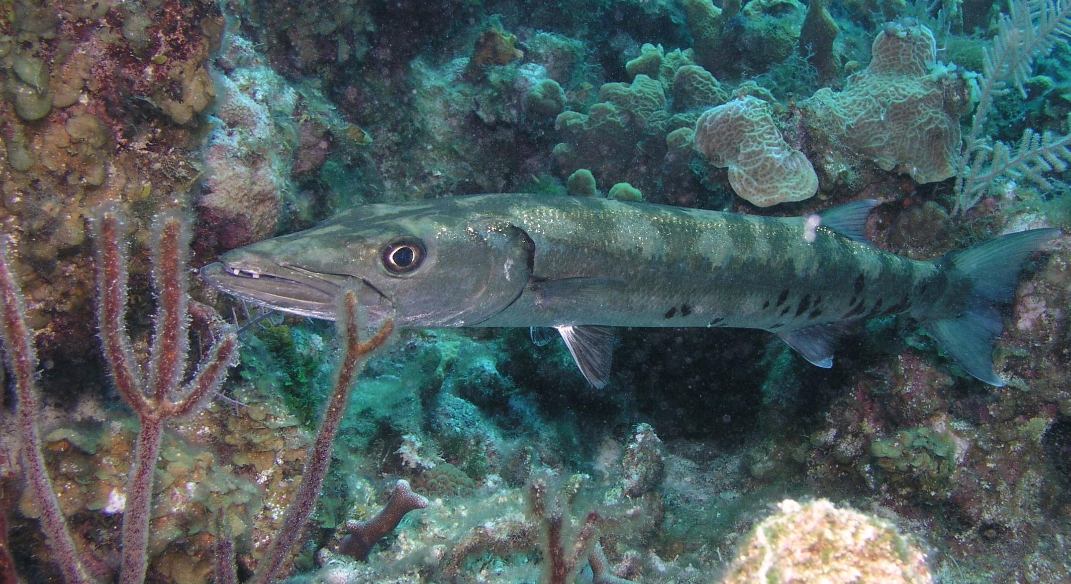 Ooooh, baracuda