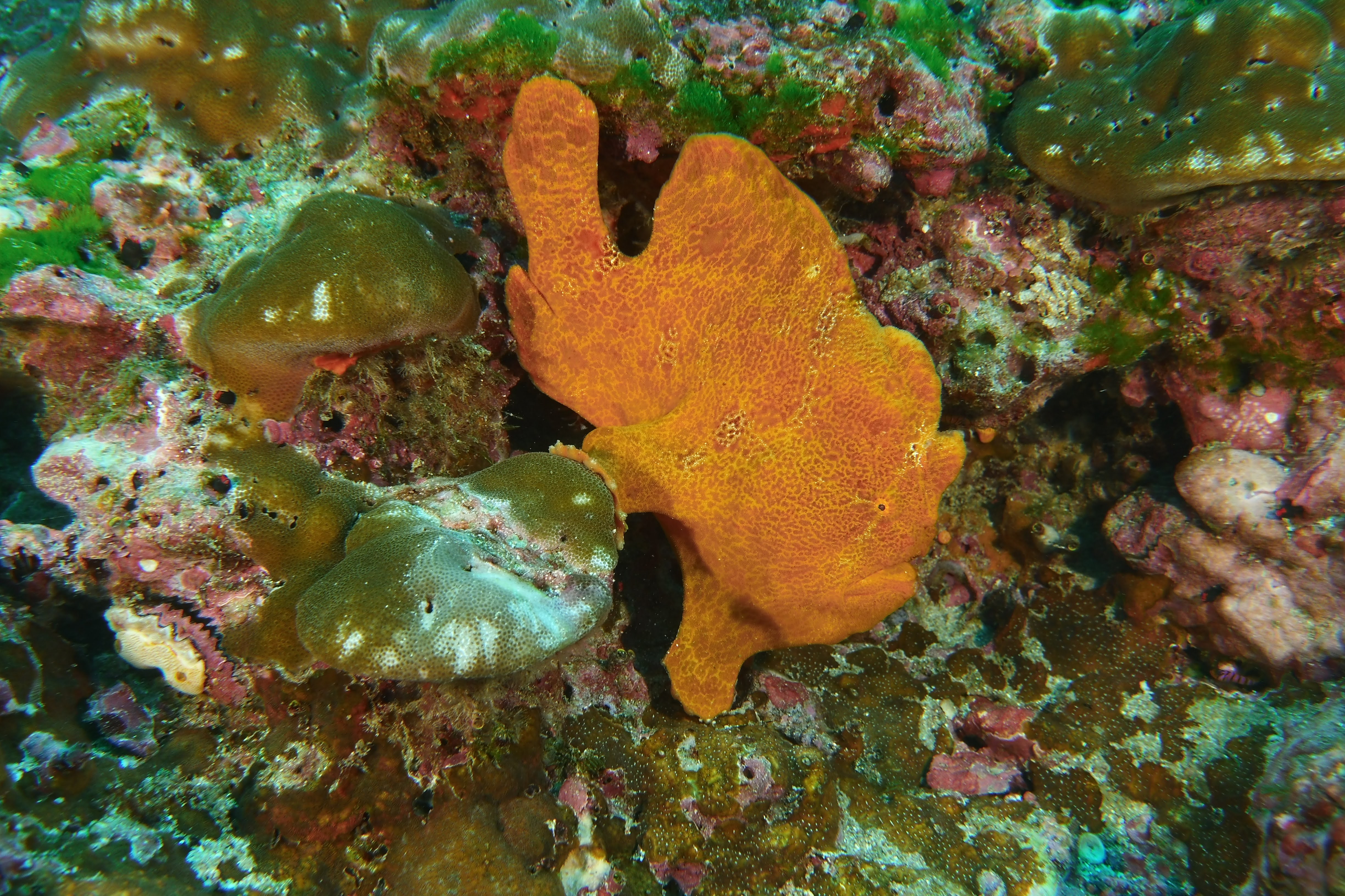 Orange Frogfish