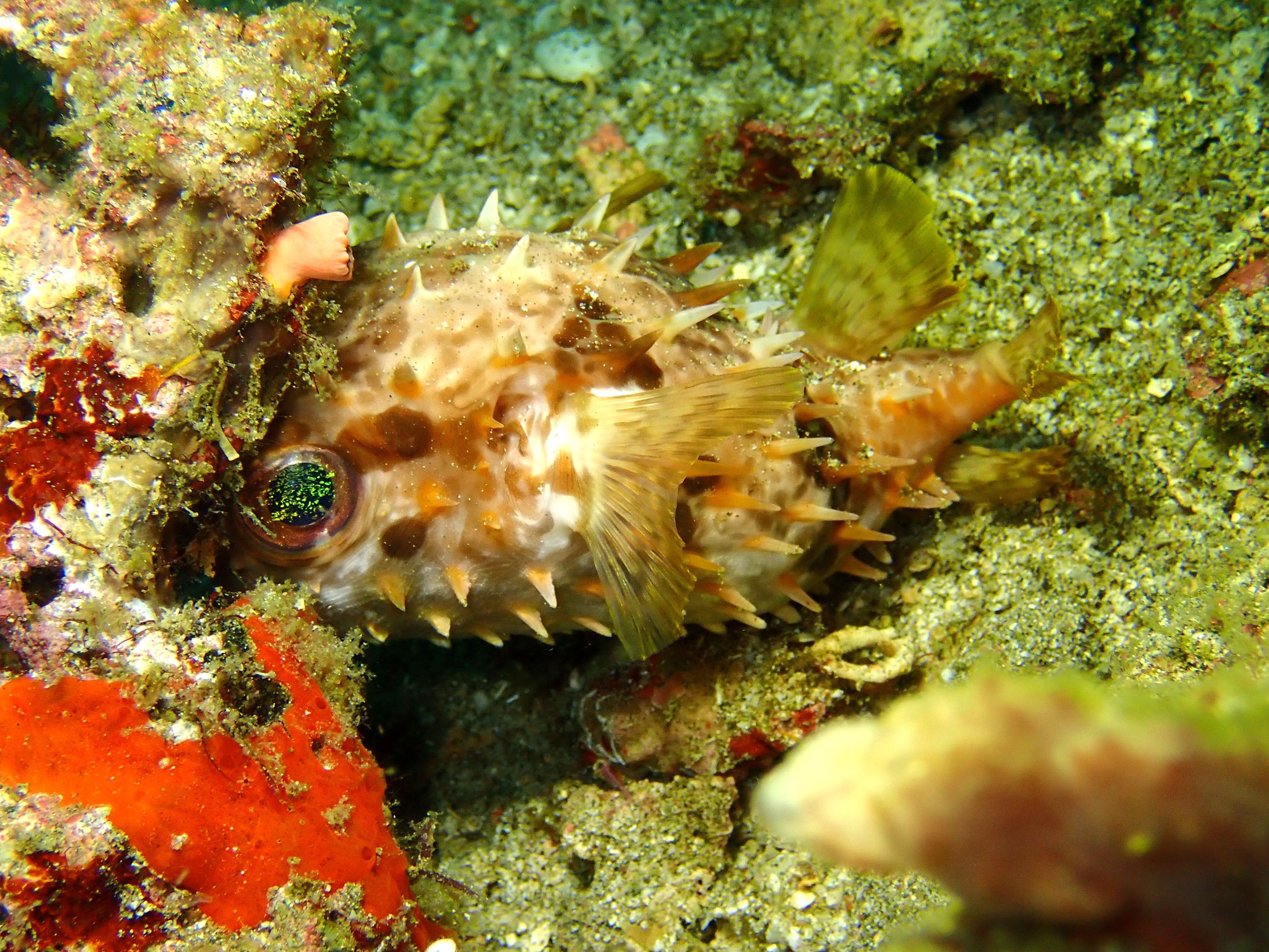 Orbiculuar Burrfish