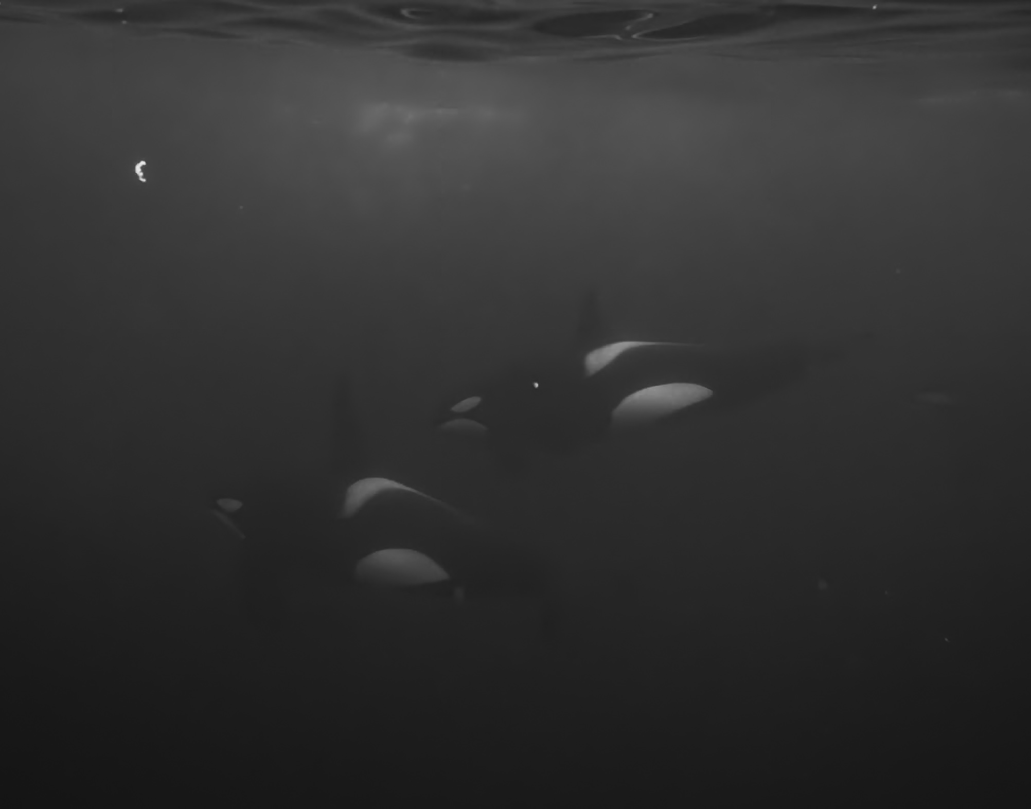 Orca!!