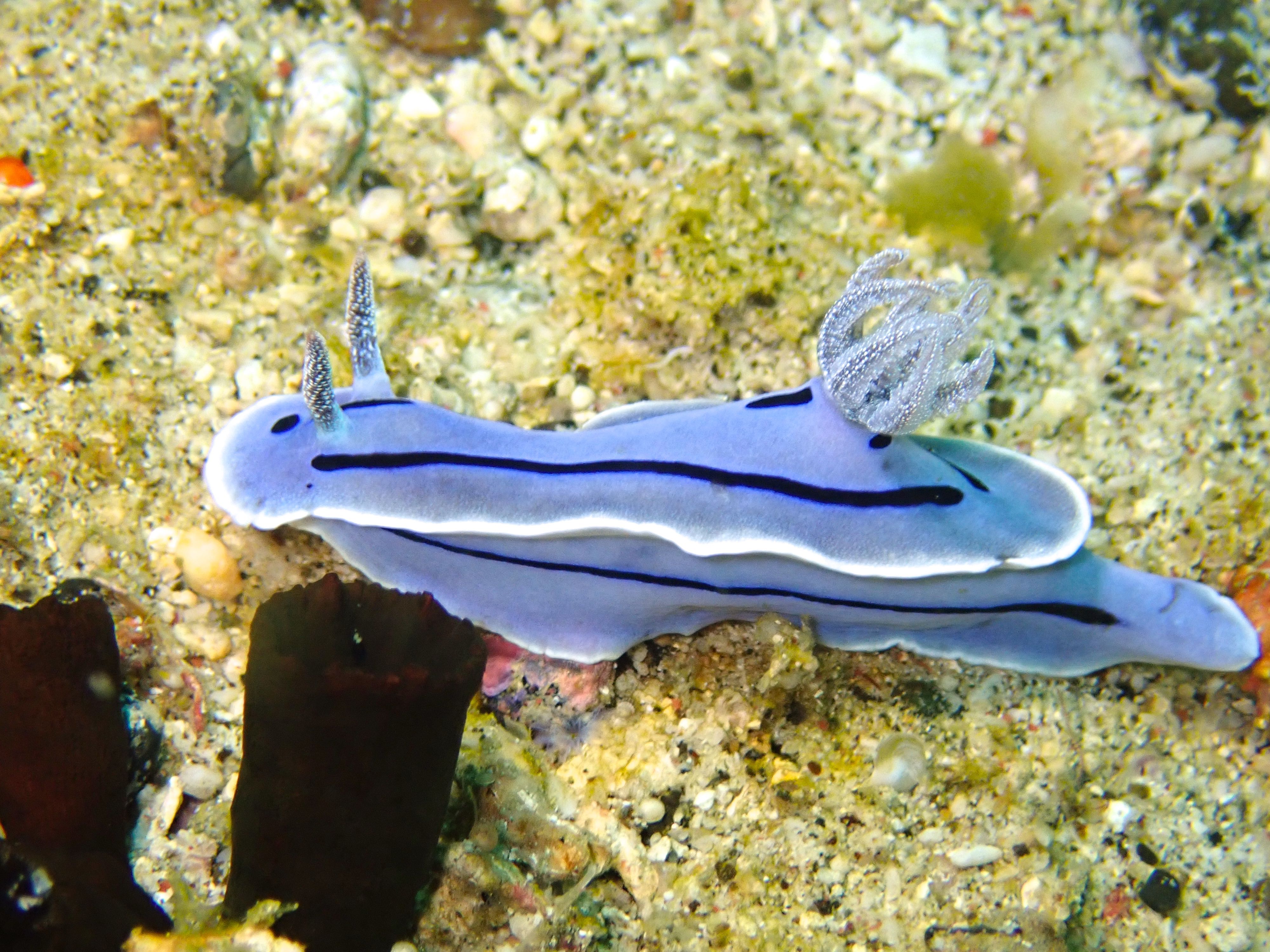 P3190433