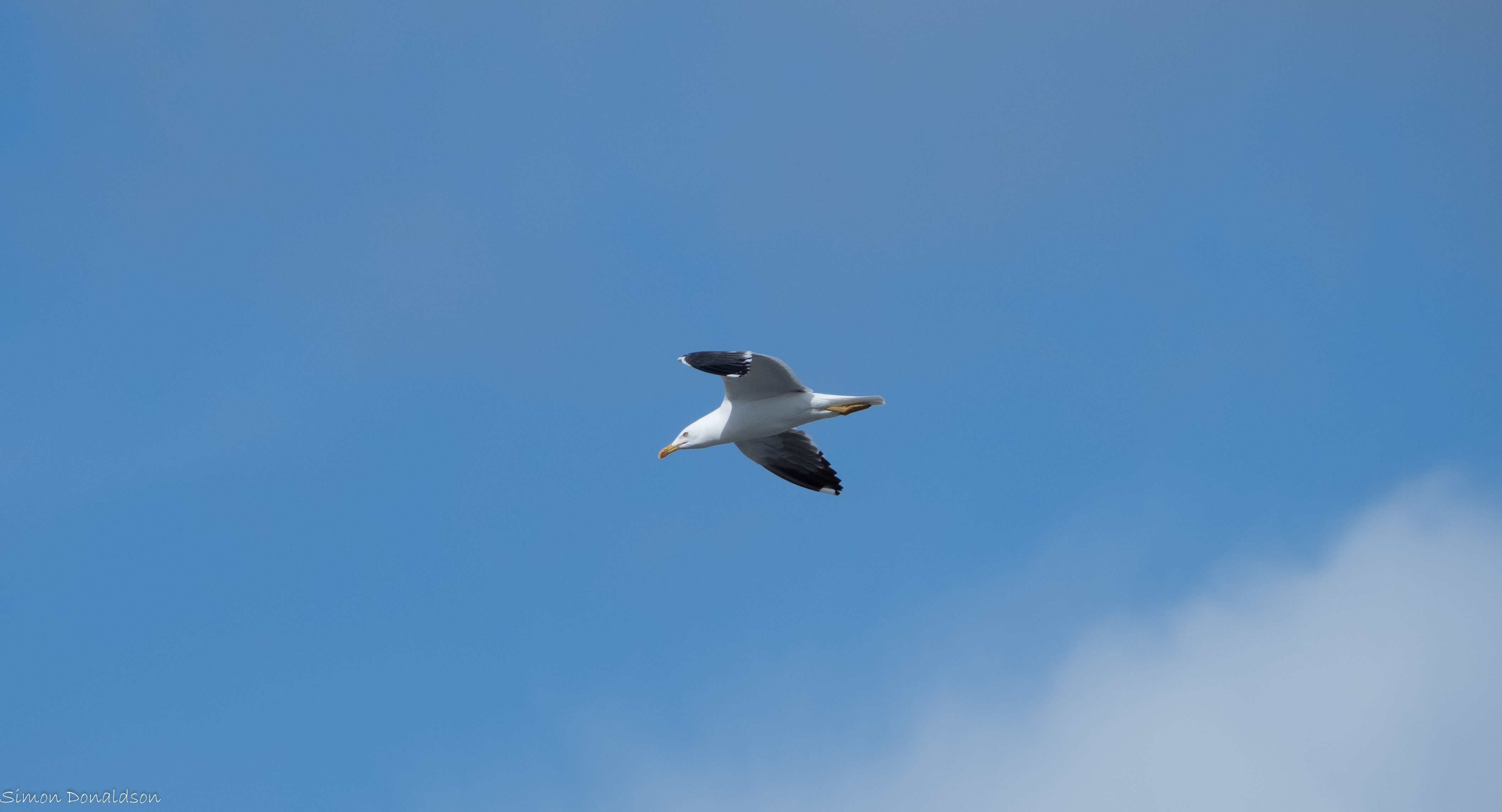P8080917_conv.jpg