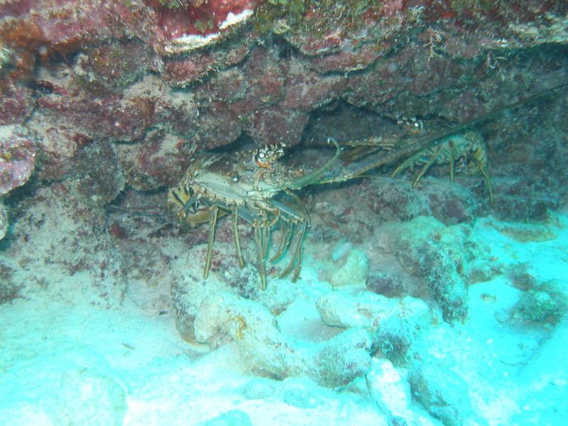 Pair of lobster