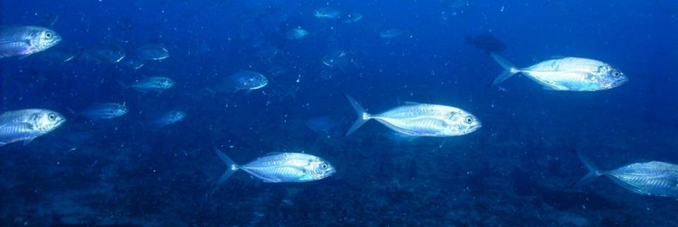 Pan