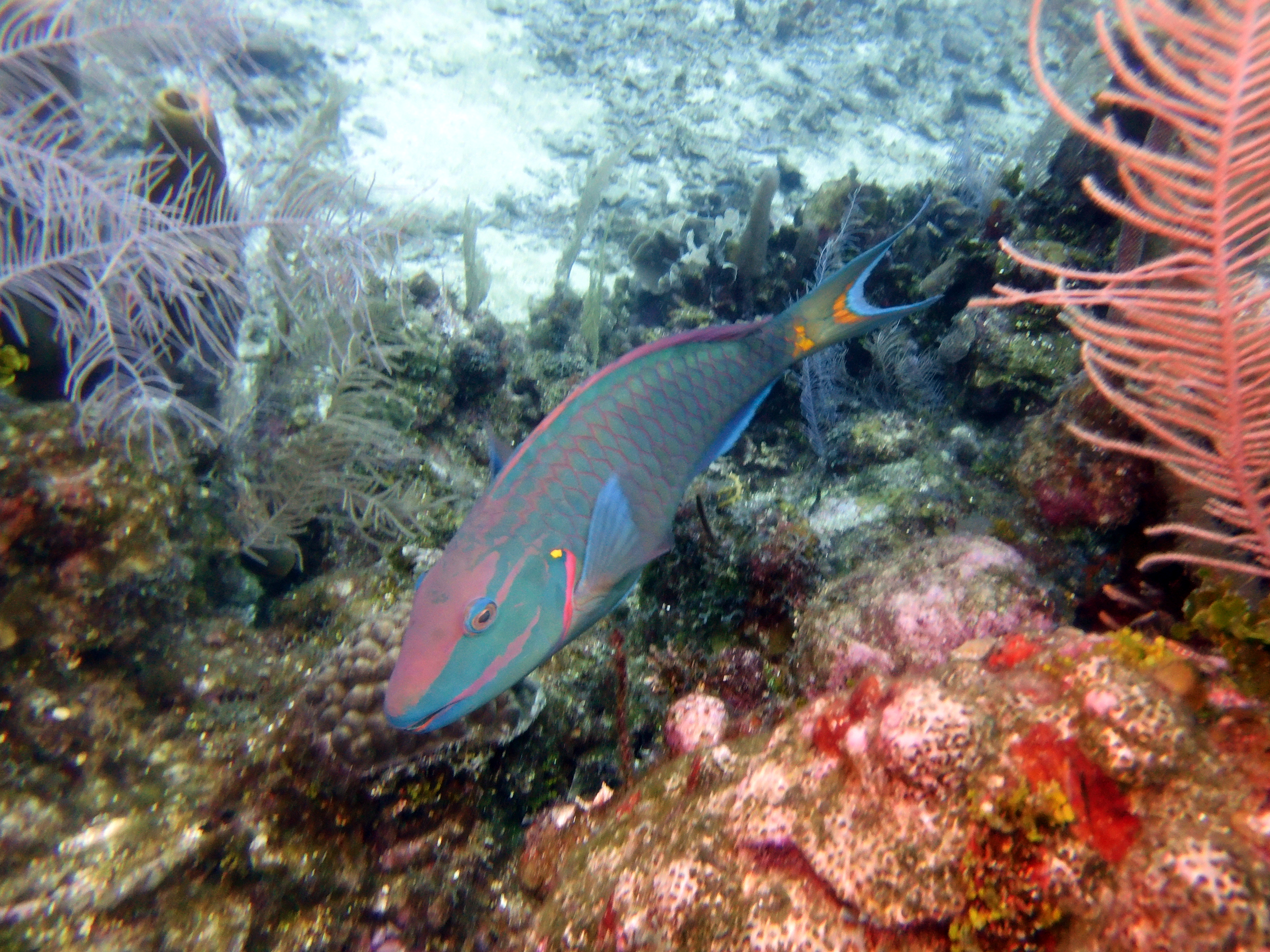 Parrotfish at Three Brothers
