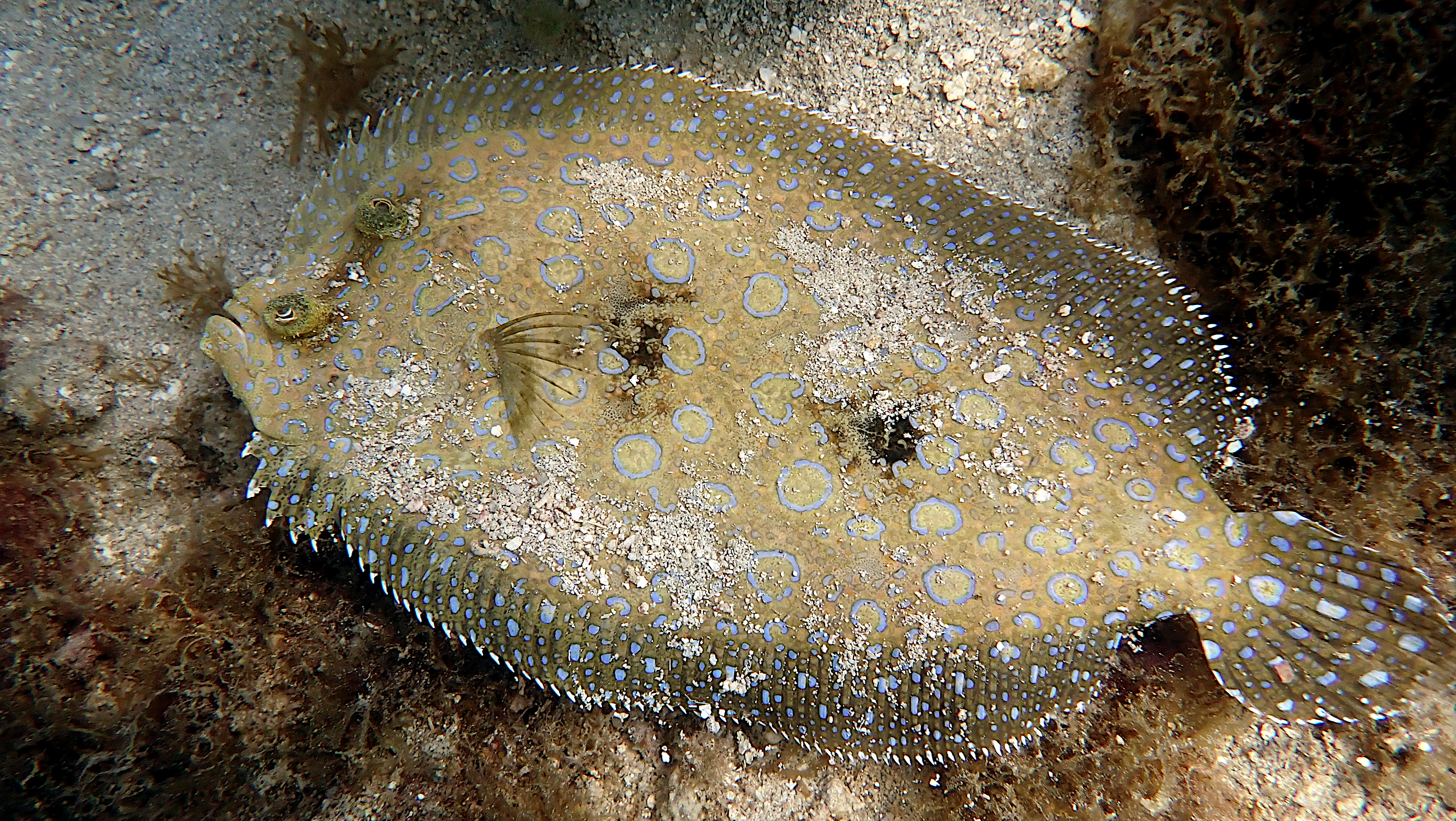 Peacock flounder