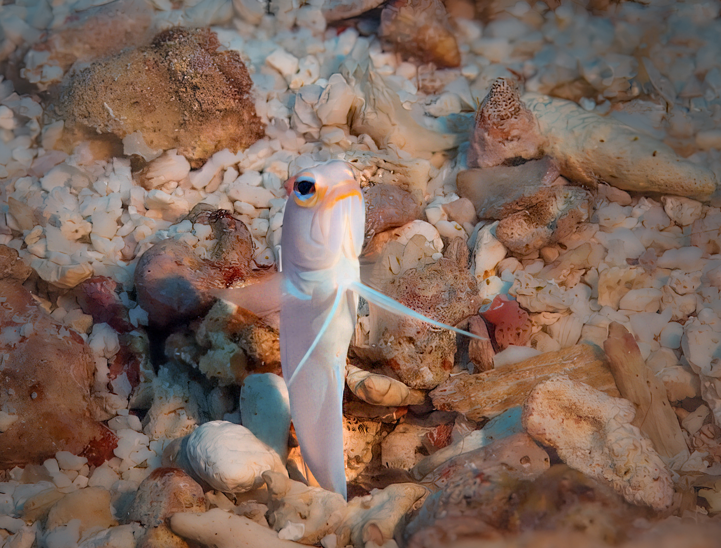 peekaboo