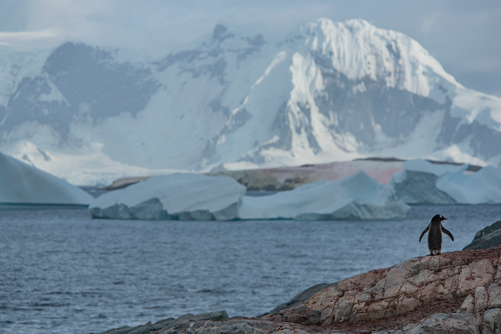 Penguin with a view