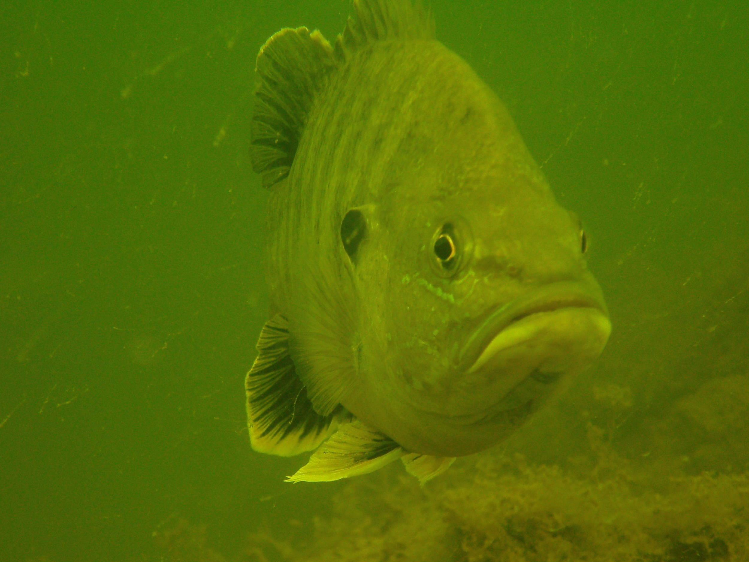perch (?)