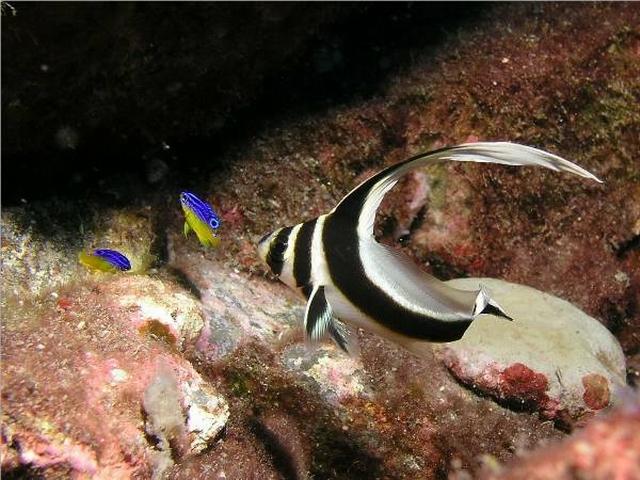 Pic08