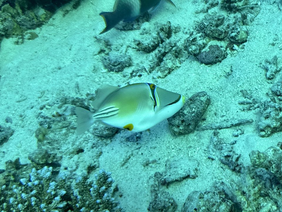 picasso fish.jpg
