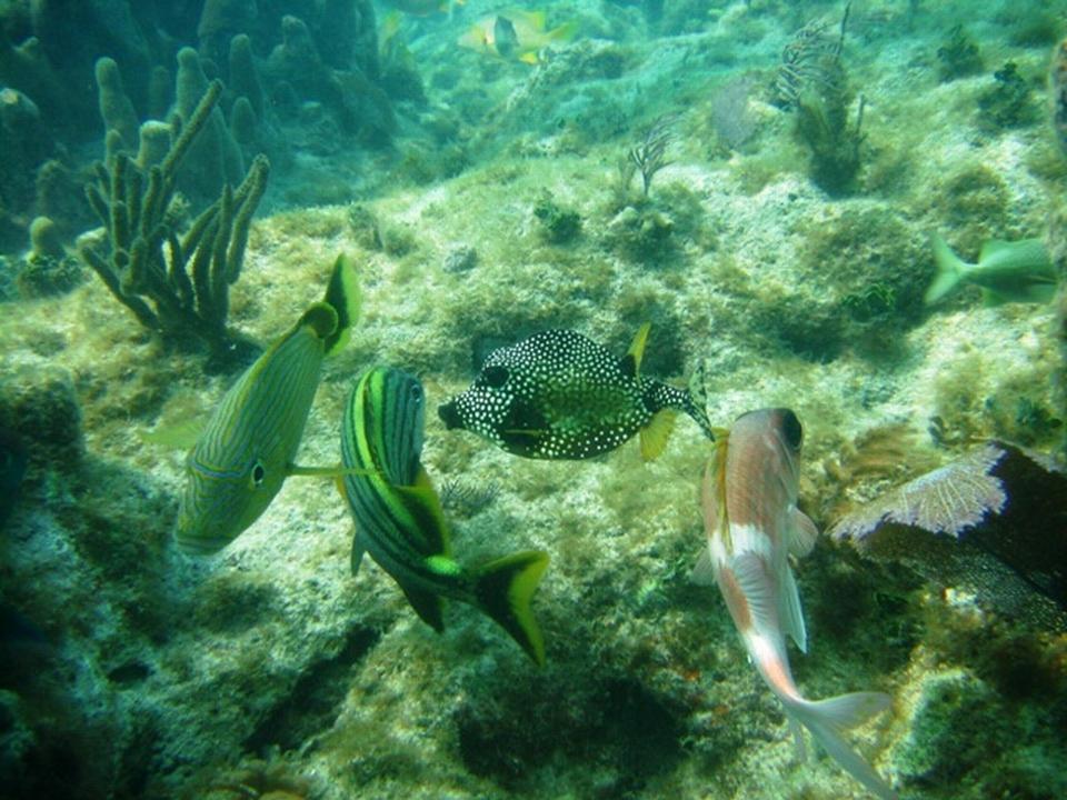 Pickled Piller Reef