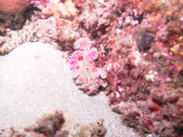 PICT0262