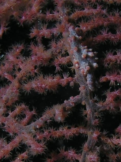 pigmy seahorse