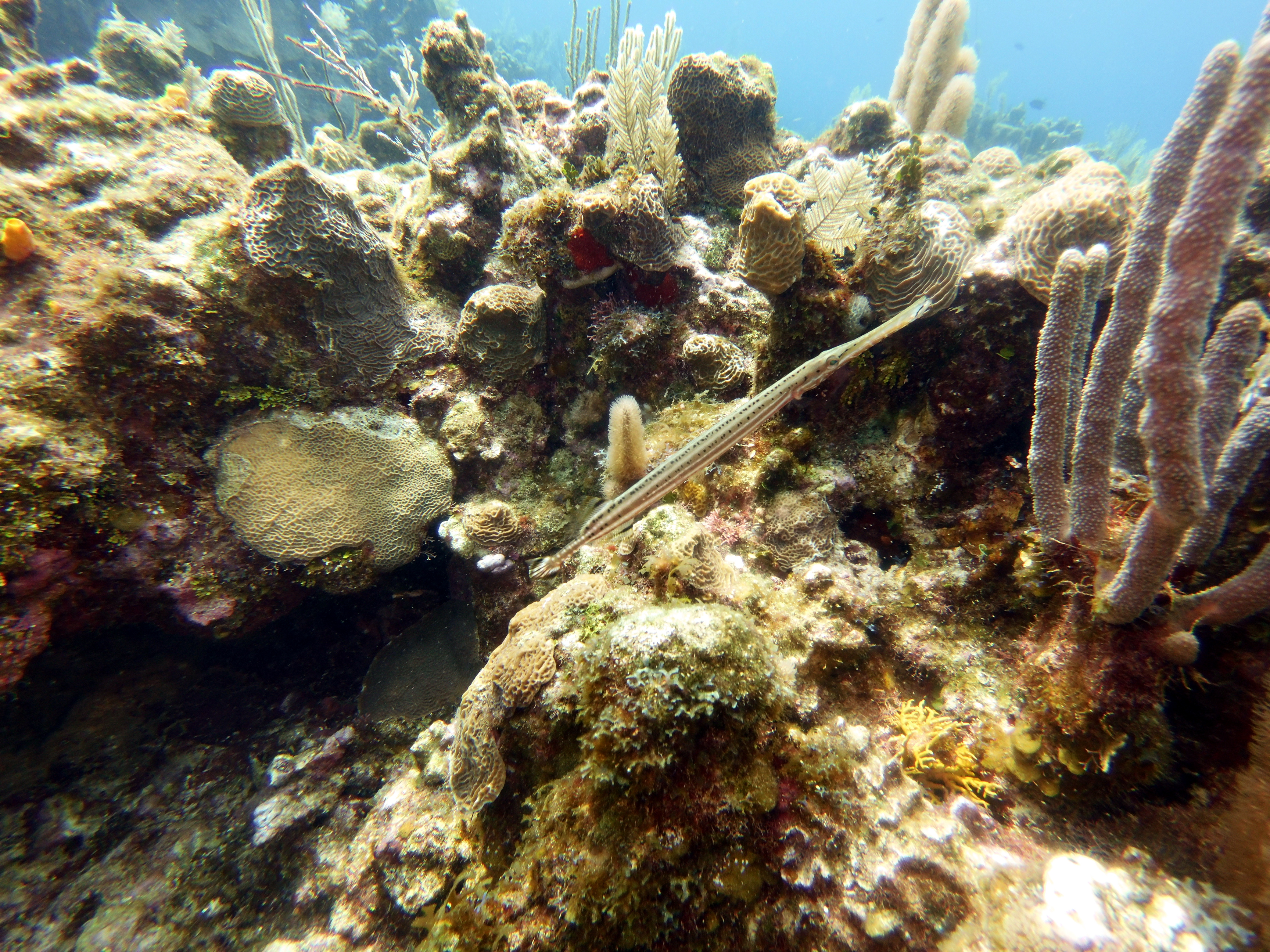 Pipefish at the Aquarium