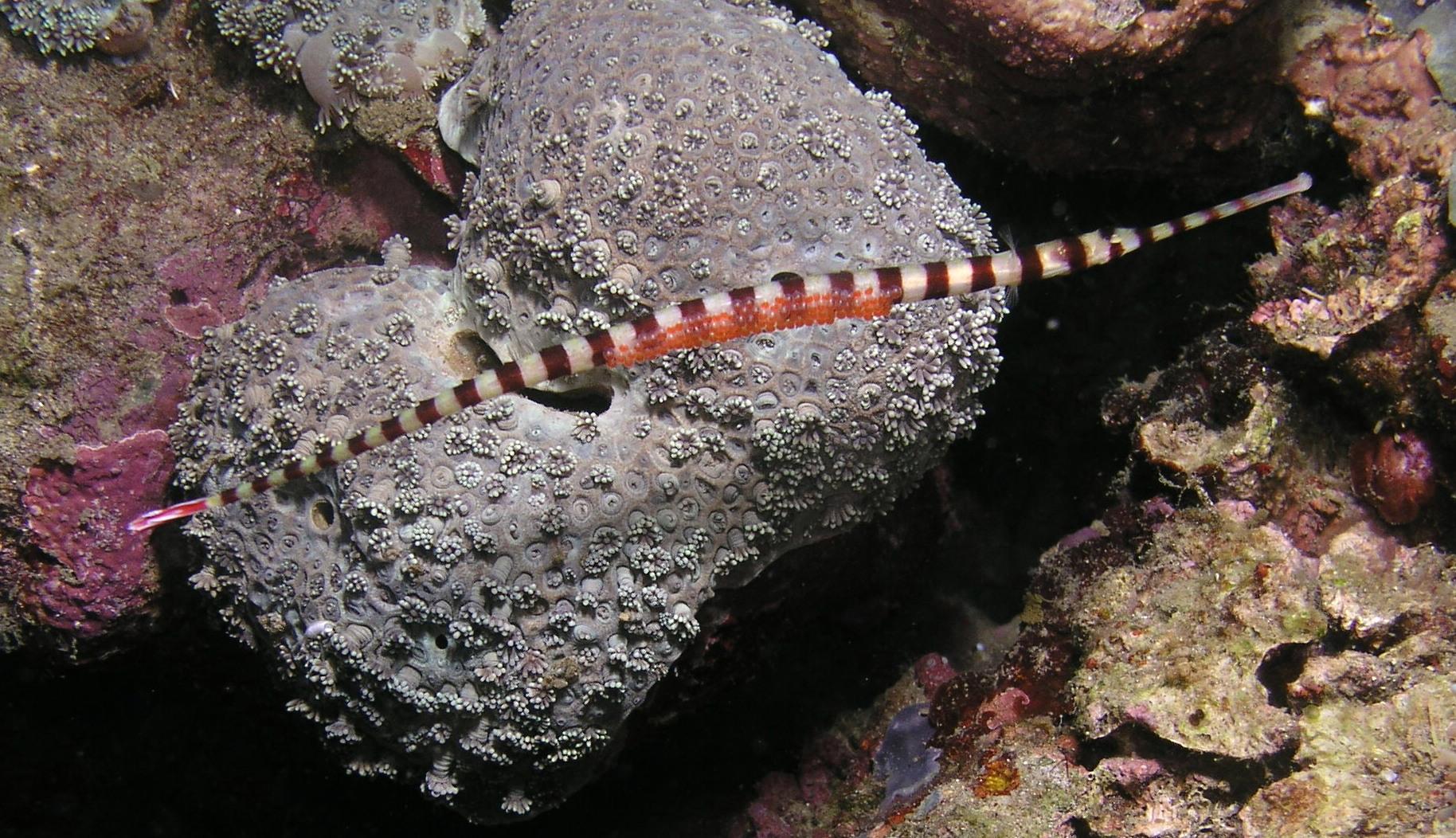 pipefish with eggs