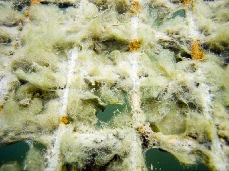 Platform algae