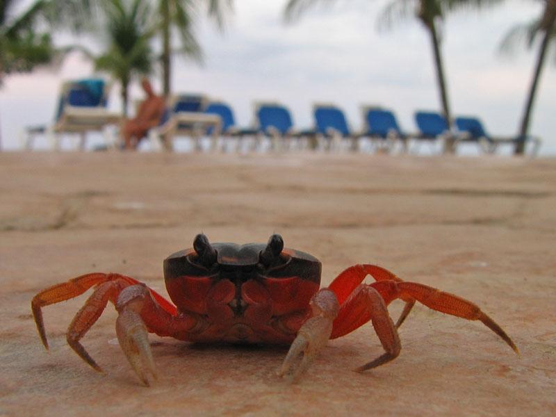 Poolside Crab
