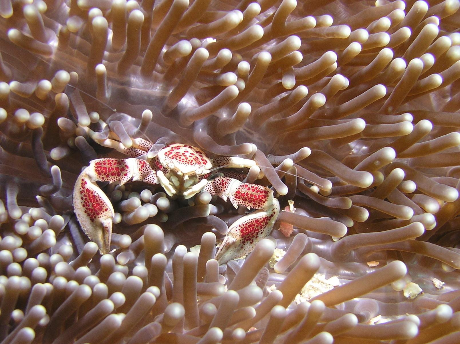 porcelain crab