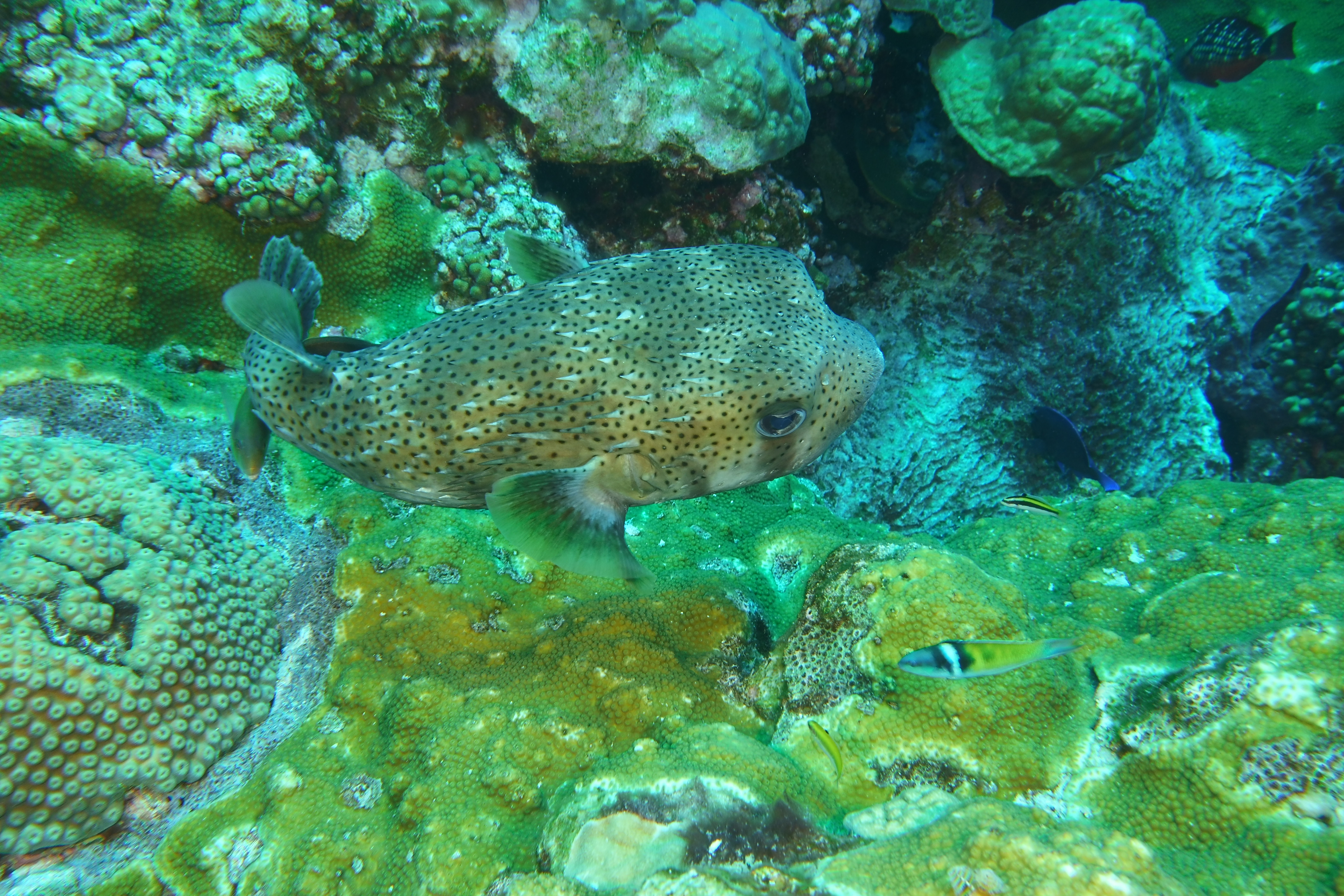 Porcupine puffer
