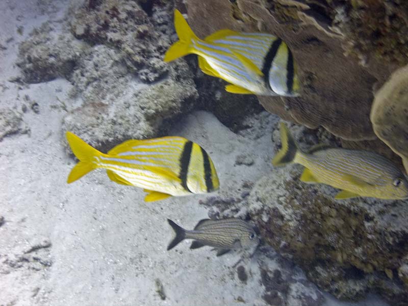Pork fish