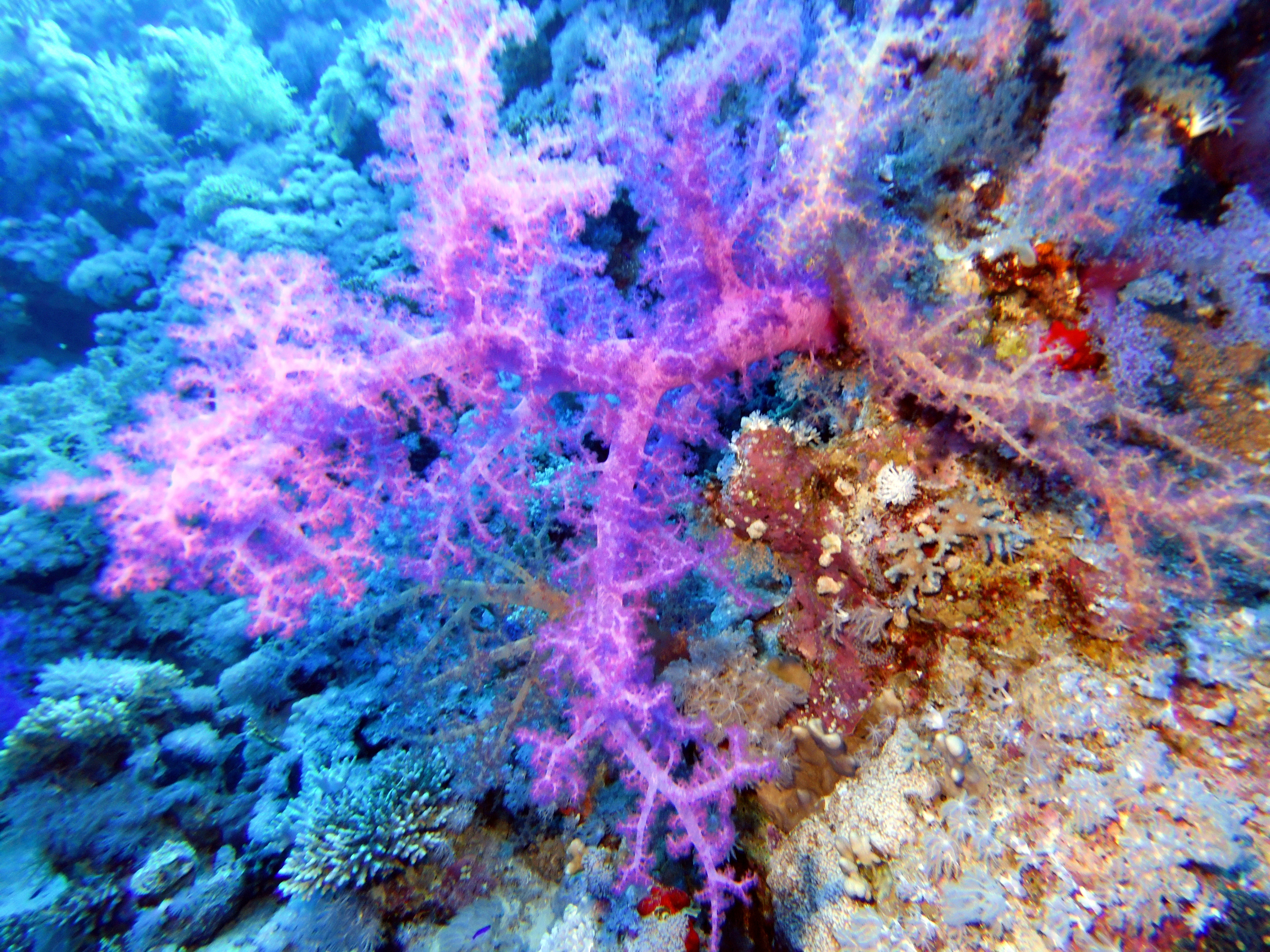 Pretty purple coral on Shark Reef