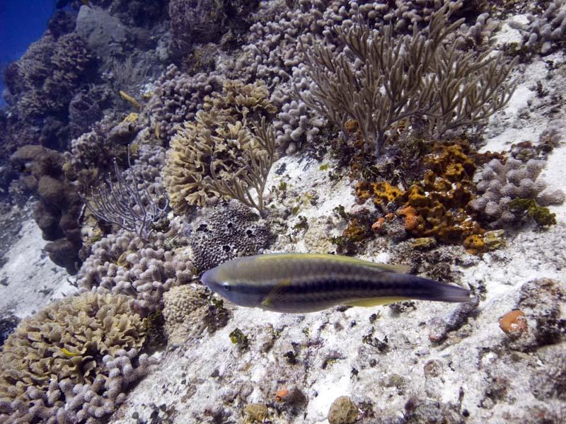 Princess Parrotfish