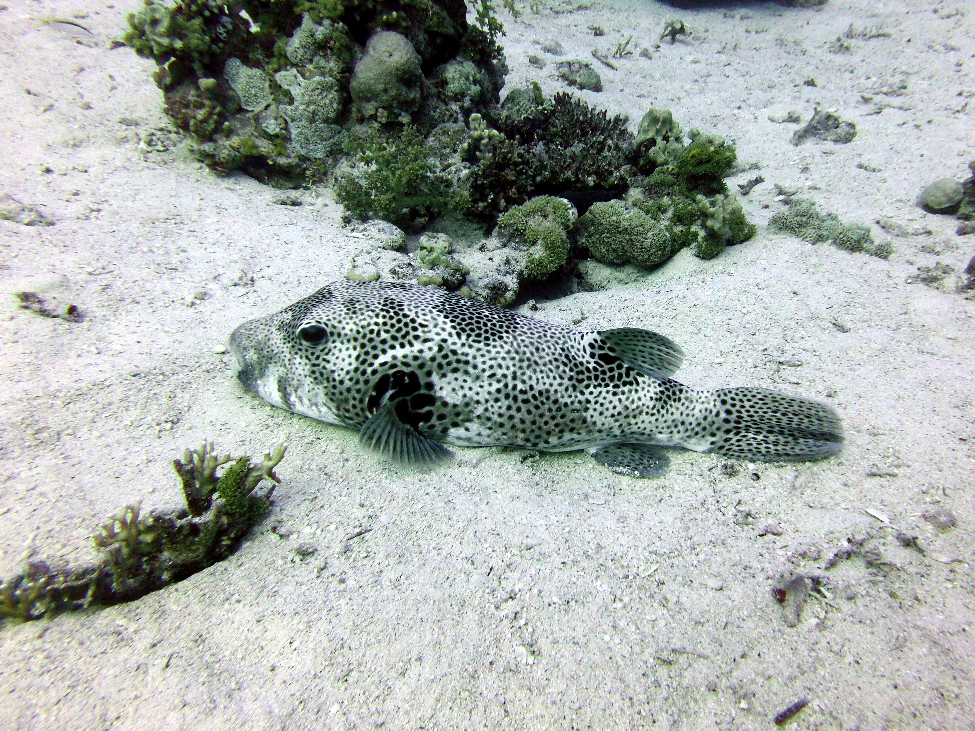 Puffer at Ras Umm Sid