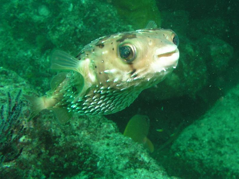 puffer