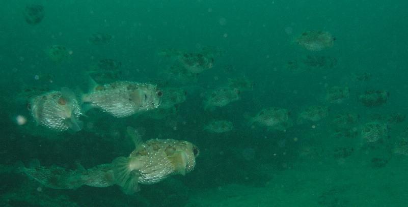 puffers for days