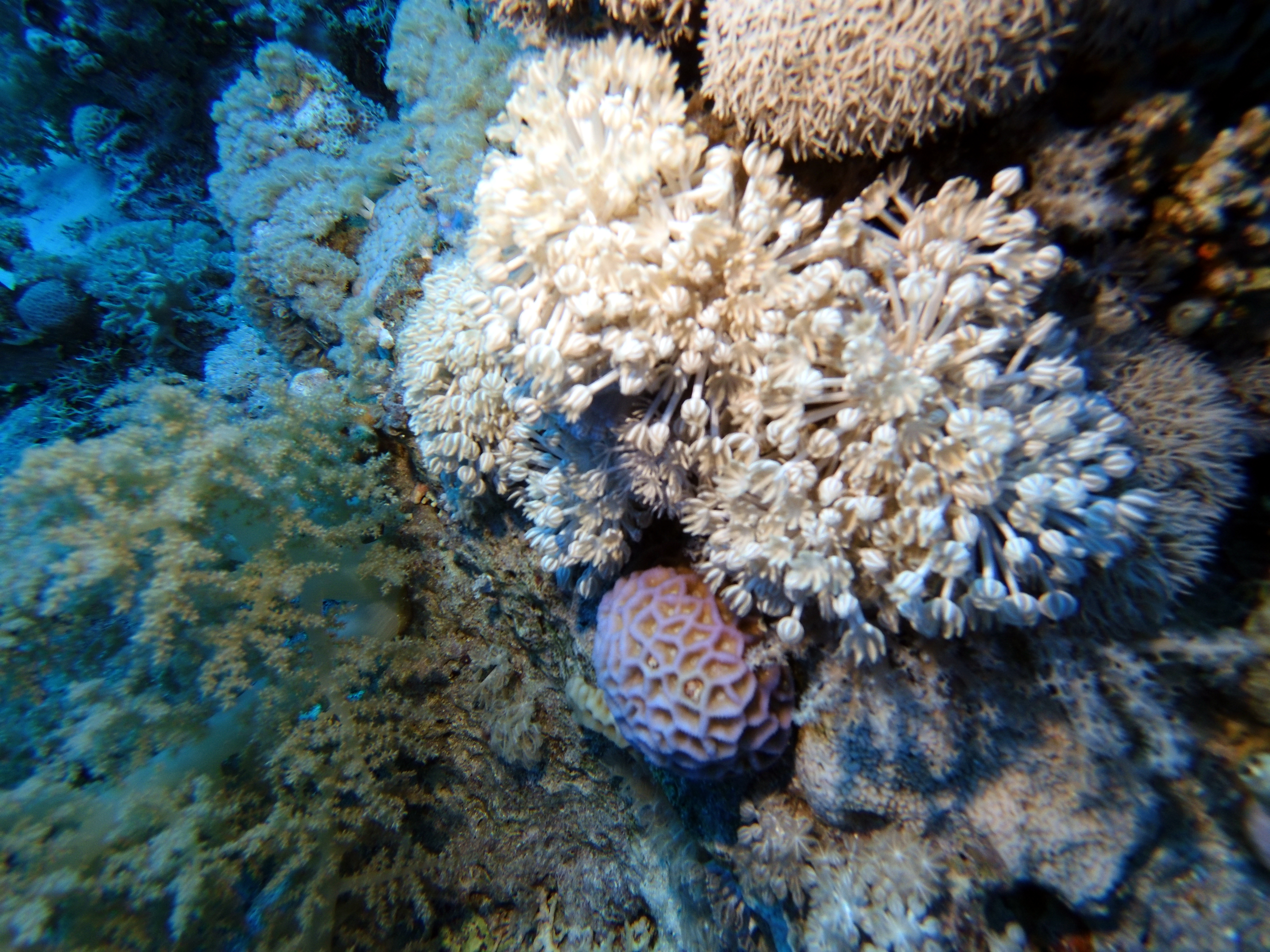 Pulsating coral on Shark Reef