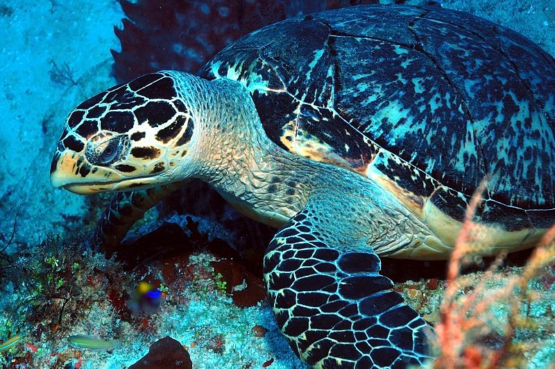 Punta Sur - Cozumel