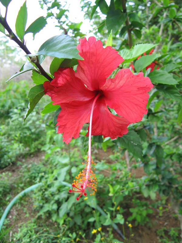 Purdy Flower