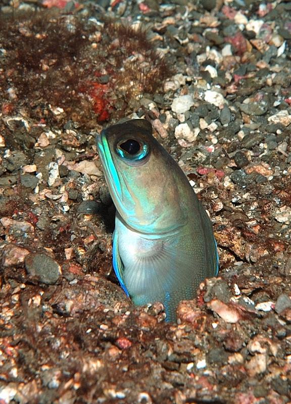 Purple Mustached Jawfish?