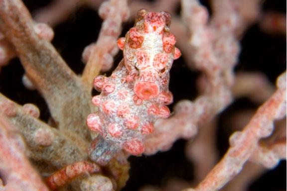 Pygpmy Seahorse