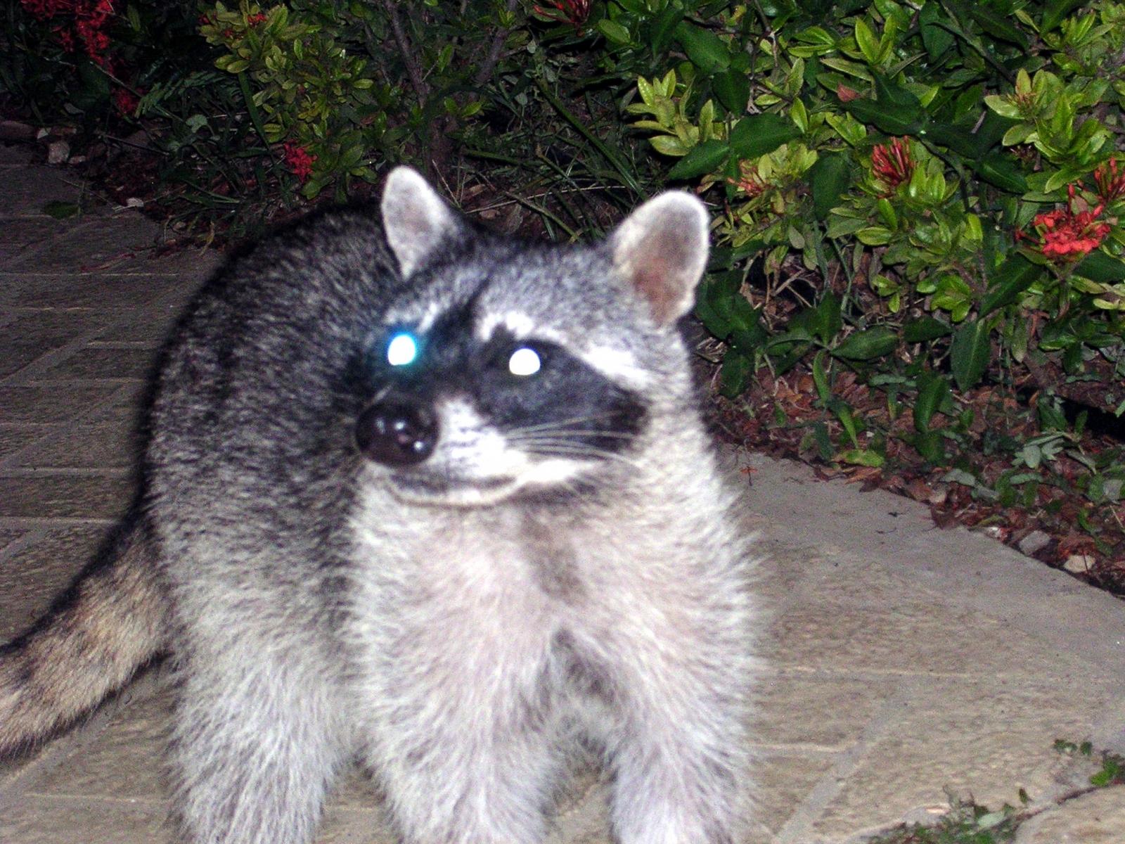 Racoon at night