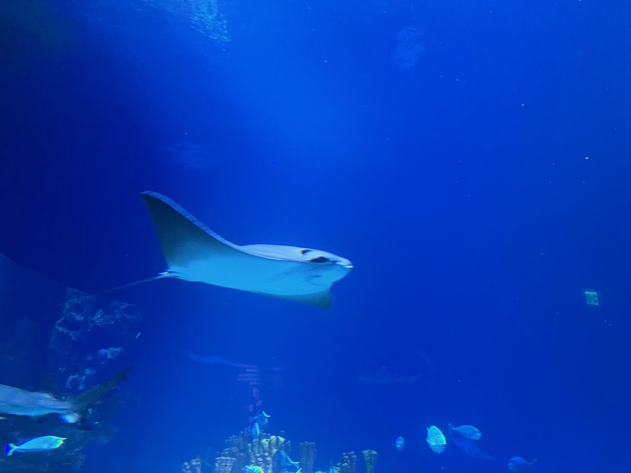 Ray