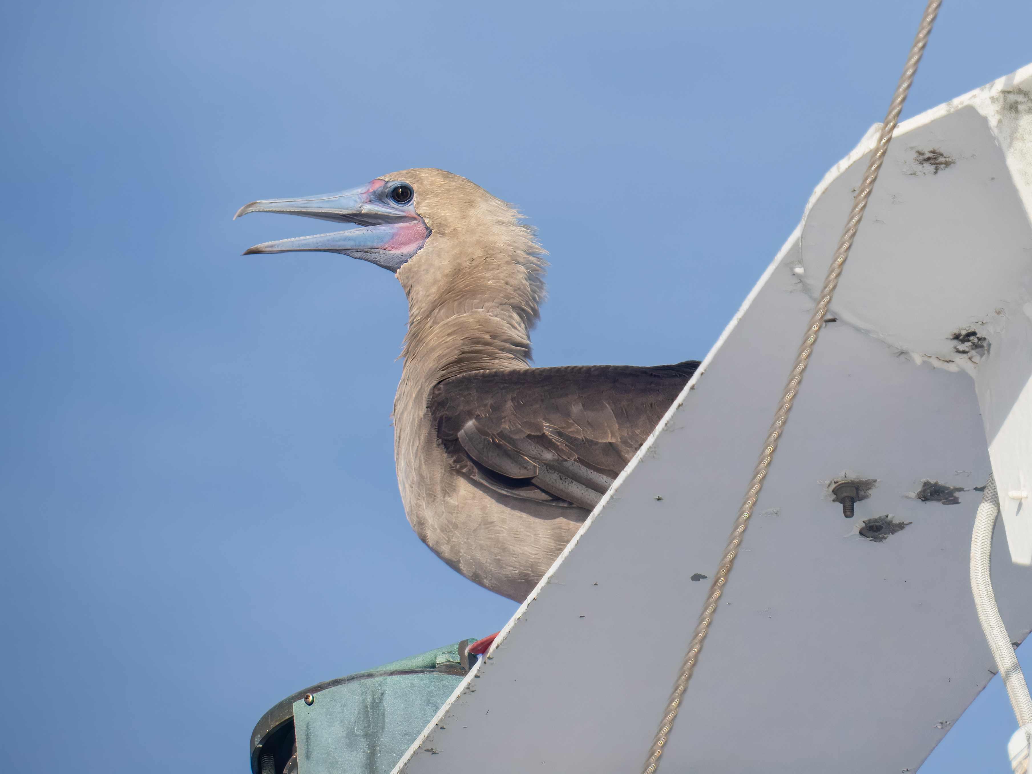 Red Footed Booby.jpg