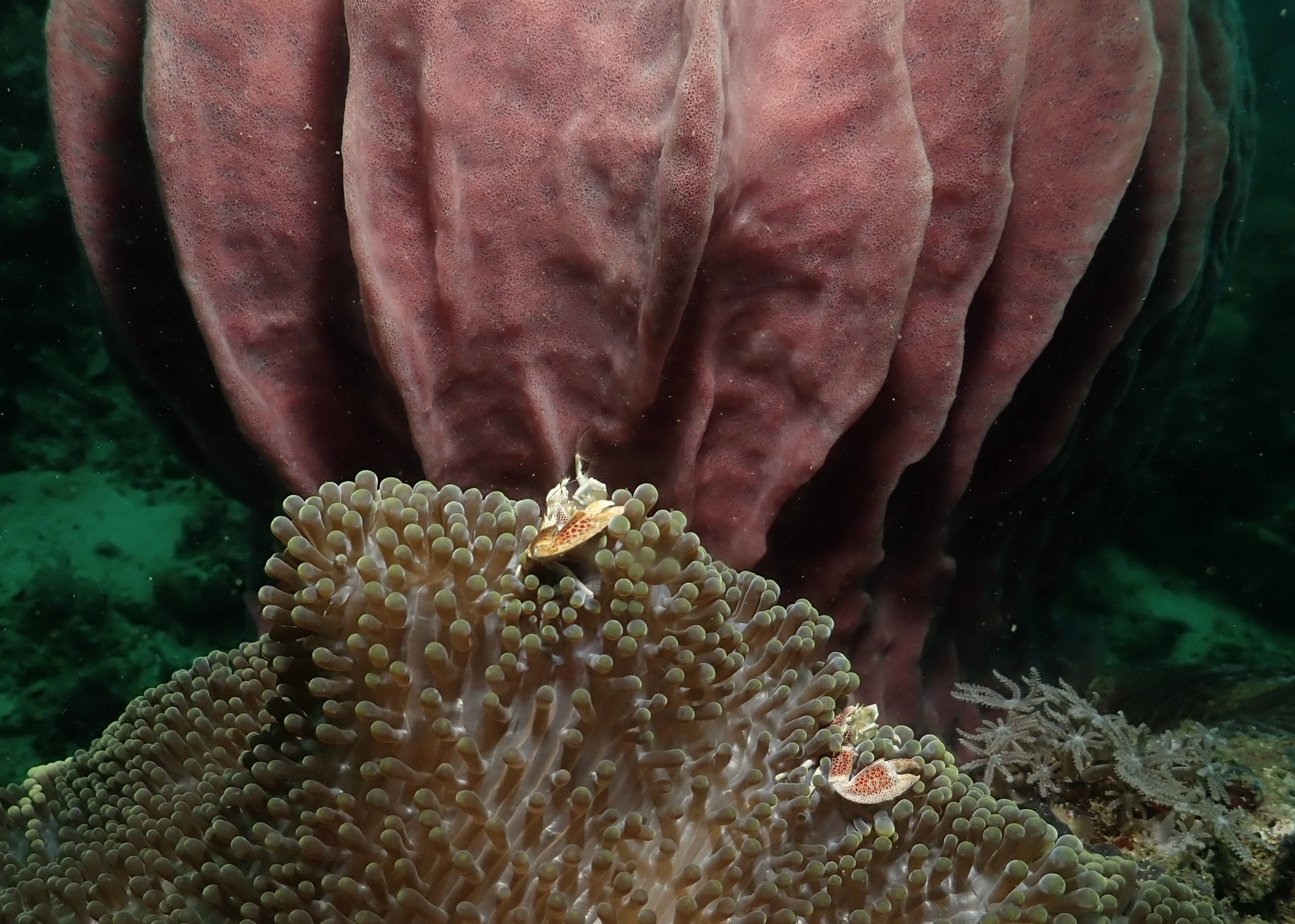 Red-spotted guard crab