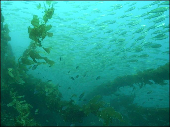 Reef @ Blue Car Wreck