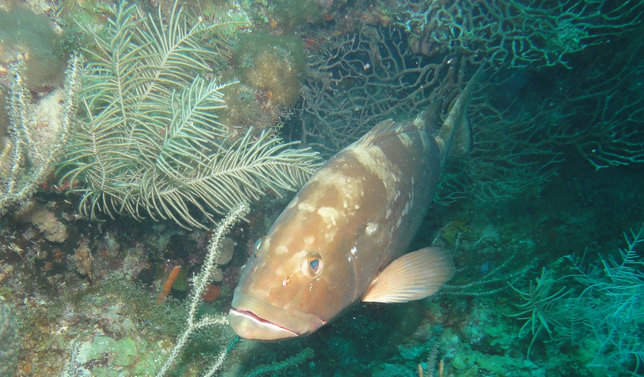 Reef Dive