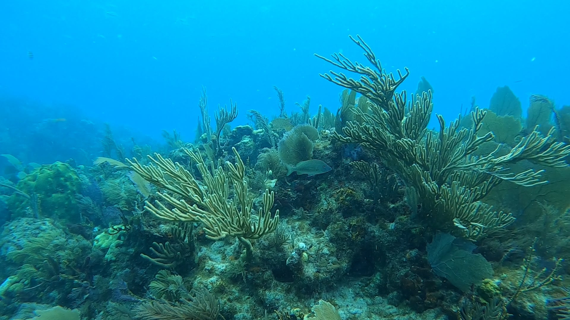 Reef Landscape